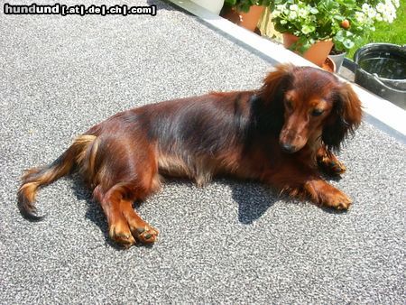 Langhaardackel Hunde Foto 14491 Langhaardackel Sonne bringt mein Fell zum Glänzen