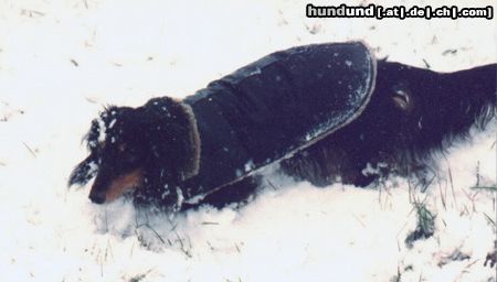 Langhaardackel Hunde Foto 6850 Langhaardackel Mit ist ja sooooo kalt.