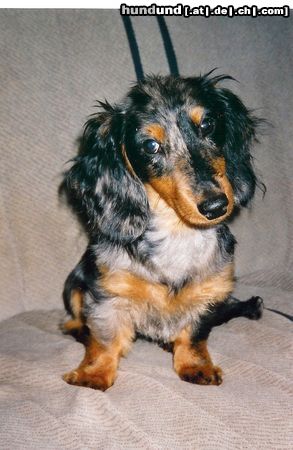 Langhaardackel Hunde Foto 13947 Langhaardackel Django alias Baldy v.Hoppiho