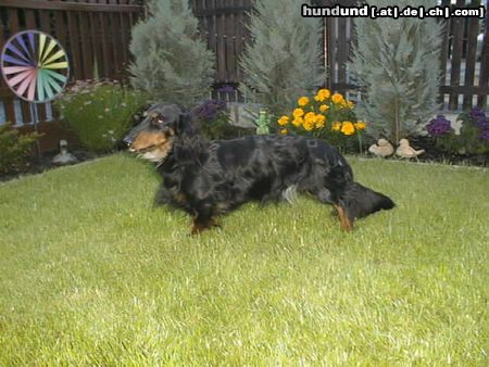 Langhaardackel Hunde Foto 13075 Langhaardackel Bajazzo vom Schloß Schönbrunn, Besitzer: S. Mihm