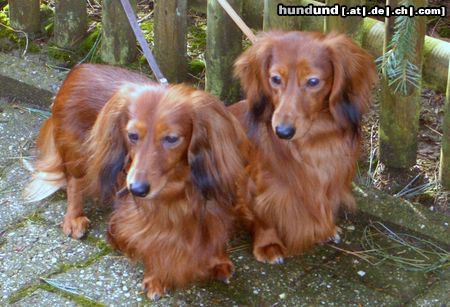 Langhaardackel Hunde Foto 44477 Langhaardackel Zwei erfolgreiche Zwergteckel-Rüden
