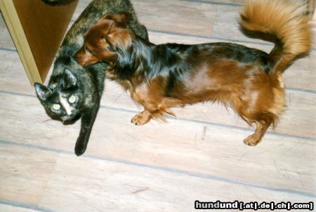 Langhaardackel Hunde Foto 19351 Langhaardackel Ach die Katze richt soooooo gut