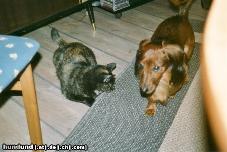 Langhaardackel Hunde Foto 19353 Langhaardackel Nix wie weg,sie kommt..........