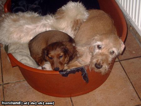 Langhaardackel Hunde Foto 22923 Langhaardackel ich bins die Abby und Herkules beim schlafen
