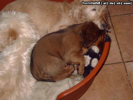Langhaardackel Hunde Foto 22926 Langhaardackel was hab ich es doch gut