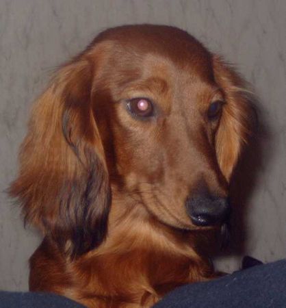 Langhaardackel Hunde Foto 27816 Langhaardackel Abby vom treuen Blick