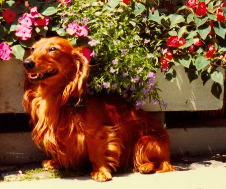 Langhaardackel Hunde Foto 36672 in höherer Auflösung ansehen Langhaardackel