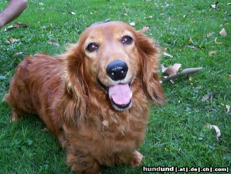 Langhaardackel Hunde Foto 16430 in höherer Auflösung ansehen Langhaardackel jessie
