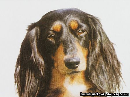 Langhaardackel Hunde Foto 20875 in höherer Auflösung ansehen Langhaardackel
