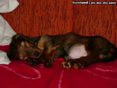 Langhaardackel Hunde Foto 9979 Langhaardackel