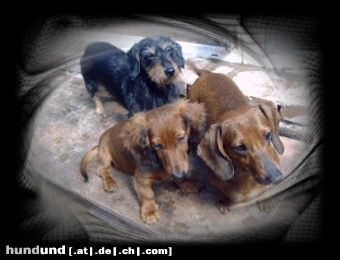 Langhaardackel Hunde Foto 24747 Langhaardackel Kurz Lang und Rauhaar