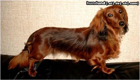 Langhaardackel Hunde Foto 4330 Langhaardackel Sarah