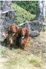 Langhaardackel Foto: Die Berg Dackel von der Ostschweiz (ID 3515) Langhaardackel Hund