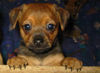 Langhaardackel Foto: Chaja meine kleine dackel-rehpinscher hündin (ID 32480) Langhaardackel Hund