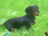 Langhaardackel Foto: das ist hexe von der vierpfoten-ranch (ID 38843) Langhaardackel Hund