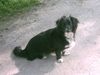Langhaardackel Foto: Meine süße Nele!!! (ID 11217) Langhaardackel Hund