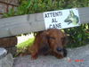 Langhaardackel Foto: Kleiner Hund ganz groß! (ID 34831) Langhaardackel Hund