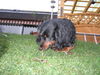 Langhaardackel Foto (ID 27284) Langhaardackel Hund