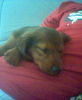 Langhaardackel Foto: feeby (ID 31520) Langhaardackel Hund