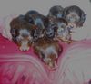 Langhaardackel Foto: 6 Dackelbabys (ID 18462) Langhaardackel Hund