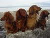 Langhaardackel Foto: Die vier freunde vom Bodensee (ID 3514) Langhaardackel Hund