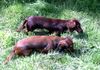Langhaardackel Foto: Pepper und Schnuppe von der Wolfskuhle (ID 1786) Langhaardackel Hund