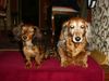Langhaardackel Foto: 11 Jahre Unterschied (ID 9976) Langhaardackel Hund