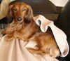 Langhaardackel Foto: Micky- bei seiner Lieblingsbeschäftigung (ID 28496) Langhaardackel Hund