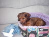Langhaardackel Foto: feeby (ID 31521) Langhaardackel Hund