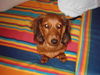 Langhaardackel Foto: feeby (ID 31523) Langhaardackel Hund
