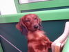 Langhaardackel Foto: feeby (ID 31524) Langhaardackel Hund
