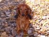 Langhaardackel Foto: Micky sucht auf diesem Wege seine Wurfgeschwister (von Oldenkott 2.7.97) (ID 9669) Langhaardackel Hund
