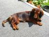 Langhaardackel Foto: Sonne bringt mein Fell zum Glänzen (ID 14491) Langhaardackel Hund