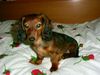 Langhaardackel Foto: auf Rosen gebettet (ID 14492) Langhaardackel Hund