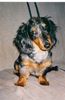 Langhaardackel Foto: Django alias Baldy v.Hoppiho (ID 13947) Langhaardackel Hund