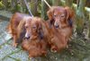 Langhaardackel Foto: Zwei erfolgreiche Zwergteckel-Rüden (ID 44477) Langhaardackel Hund