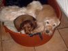 Langhaardackel Foto: ich bins die Abby und Herkules beim schlafen (ID 22923) Langhaardackel Hund