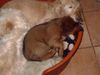 Langhaardackel Foto: was hab ich es doch gut (ID 22926) Langhaardackel Hund