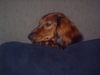 Langhaardackel Foto: Abby vom treuen Blick (ID 27817) Langhaardackel Hund