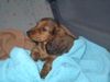 Langhaardackel Foto: ich bin Abby und wohne jetzt im Selfkant (ID 22914) Langhaardackel Hund