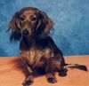 Langhaardackel Foto: Sally my Big Doggie (ID 36194) Langhaardackel Hund
