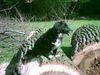 Langhaardackel Foto: Nele: immer mutig, immer lieb, immer gehorsam!!! (ID 11218) Langhaardackel Hund