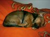 Langhaardackel Foto: Chaja meine kleine dackel-rehpinscher hündin (ID 32481) Langhaardackel Hund