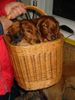 Langhaardackel Foto: Zwerglanghaardackel - Chance und Bettsy (ID 16759) Langhaardackel Hund