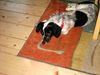 Langhaardackel Foto: Dackel Mix Merle (ID 13165) Langhaardackel Hund