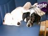 Langhaardackel Foto: Kuschelstunde mit Freundin Joy (ID 13168) Langhaardackel Hund