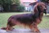 Langhaardackel Foto: Zobel von der Mädchenklause (ID 936) Langhaardackel Hund