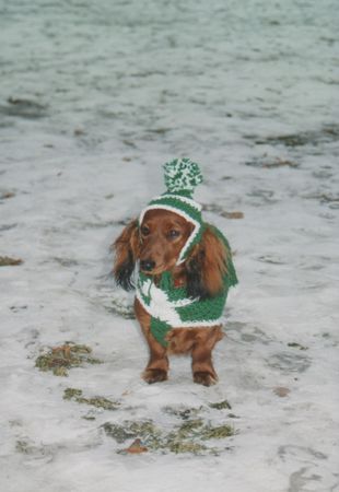 Langhaardackel Hunde Foto 36196 in höherer Auflösung ansehen Langhaardackel Sally