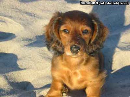 Langhaardackel Hunde Foto 16758 in höherer Auflösung ansehen Langhaardackel Zwerglanghaardackel