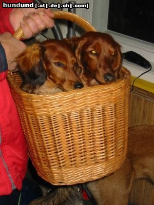 Langhaardackel Hunde Foto 16759 in höherer Auflösung ansehen Langhaardackel Zwerglanghaardackel - Chance und Bettsy